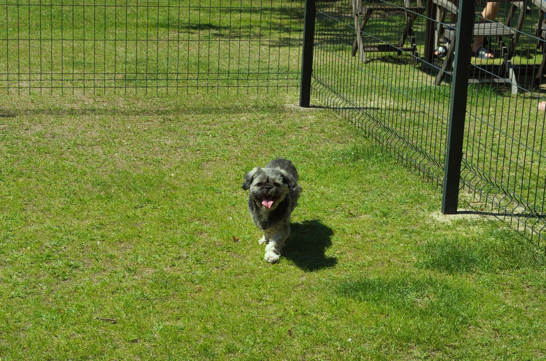 Honden welkom op camperplaats